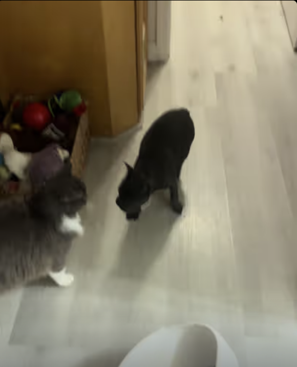 French Bulldog Puppy vs. Cat: A pawsitively hilarious playdate! 🐶🐾🤣